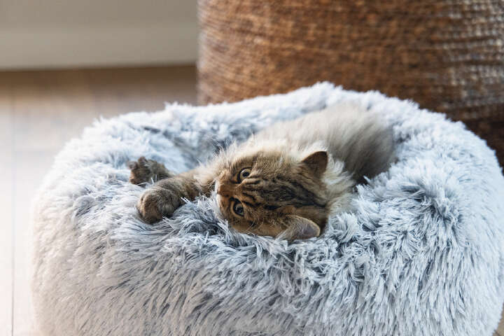 beeztees Orthopädisches Plüschbett Siba